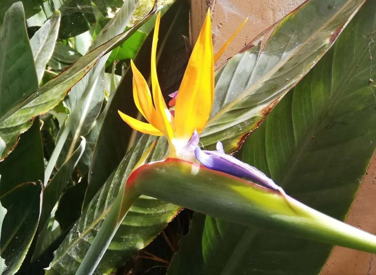 בית נופש San Sebastián de la Gomera Villa Clara ספרד